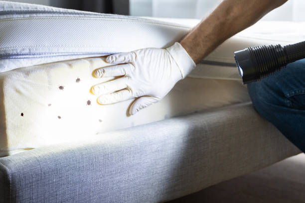 Flea Control Services in Umatilla, OR