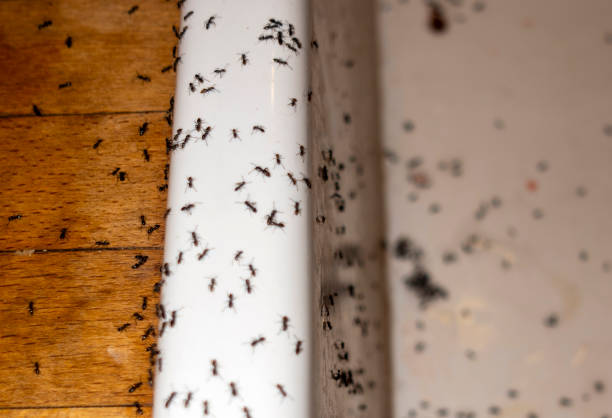 Professional Pest Control in Umatilla, OR